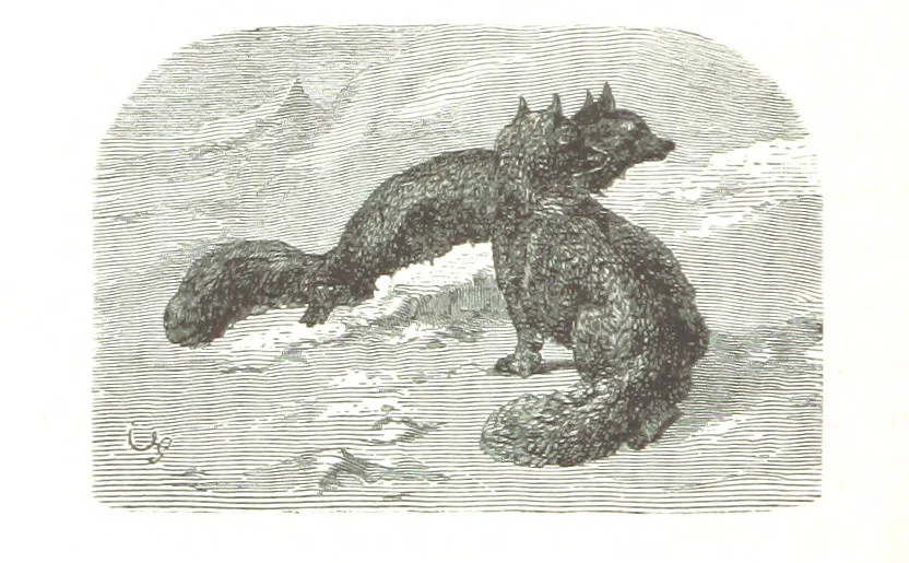 An illustration from La Mer Libre du Pole ... Traduit de l'Anglais et accompagné de notes ... par F. de Lanoye. Ouvrage illustré de 70 gravures, etc, 1868, leaf 372