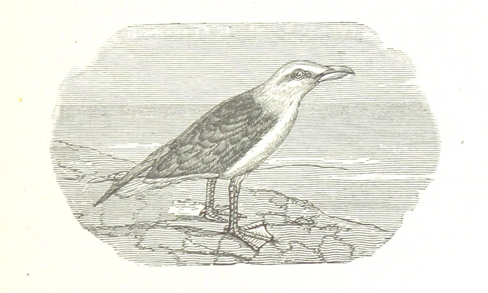 An illustration from La Mer Libre du Pole ... Traduit de l'Anglais et accompagné de notes ... par F. de Lanoye. Ouvrage illustré de 70 gravures, etc, 1868, leaf 383