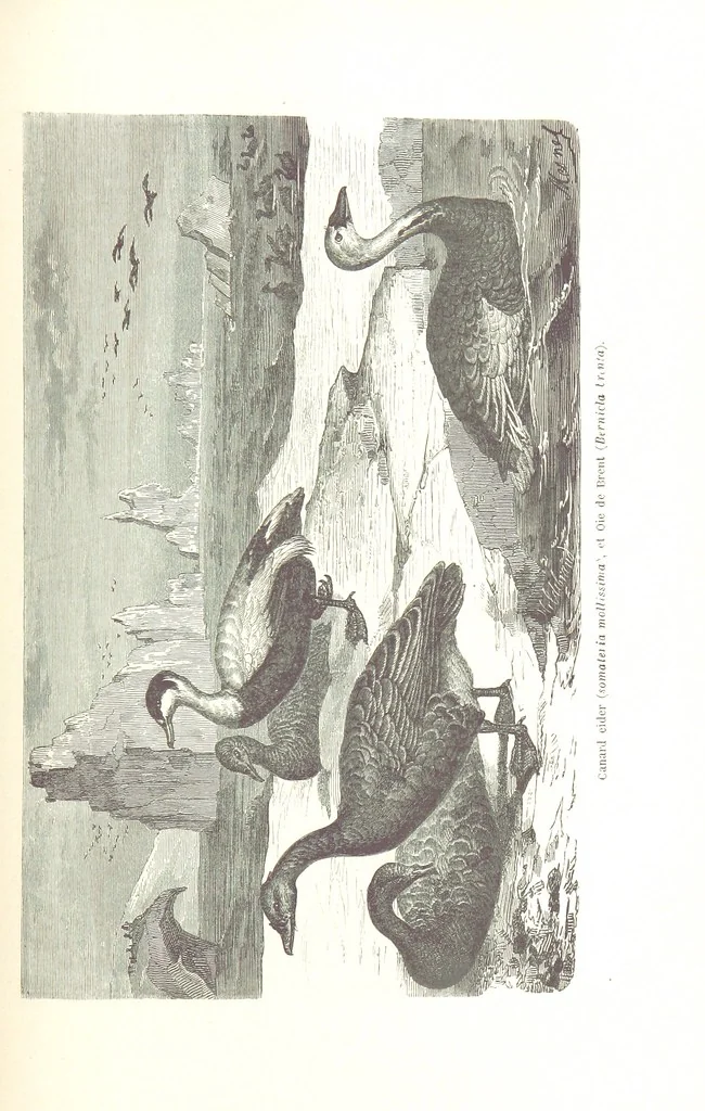 An illustration from La Mer Libre du Pole ... Traduit de l'Anglais et accompagné de notes ... par F. de Lanoye. Ouvrage illustré de 70 gravures, etc, 1868, leaf 429