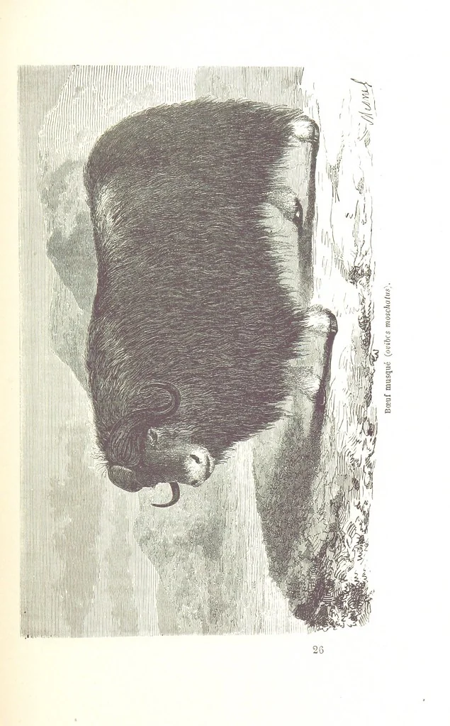 An illustration from La Mer Libre du Pole ... Traduit de l'Anglais et accompagné de notes ... par F. de Lanoye. Ouvrage illustré de 70 gravures, etc, 1868, leaf 437