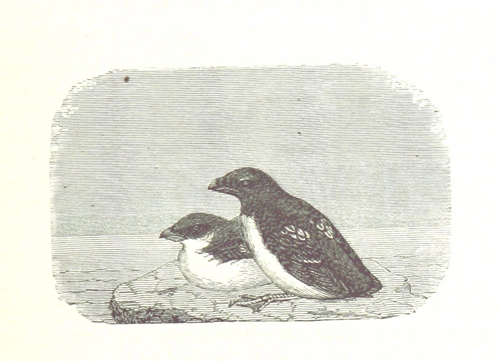 An illustration from La Mer Libre du Pole ... Traduit de l'Anglais et accompagné de notes ... par F. de Lanoye. Ouvrage illustré de 70 gravures, etc, 1868, leaf 445