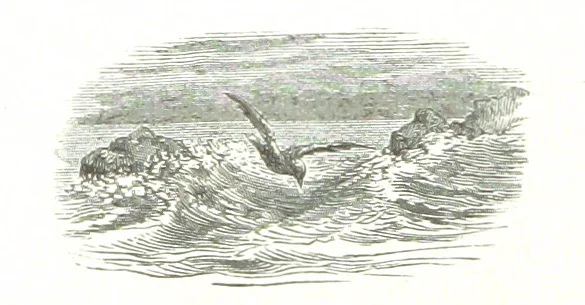 An illustration from La Mer Libre du Pole ... Traduit de l'Anglais et accompagné de notes ... par F. de Lanoye. Ouvrage illustré de 70 gravures, etc, 1868, leaf 492