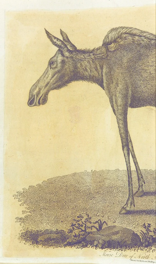 An illustration from Travels through the Canadas, ... to which is subjoined a comparative view of the manners and customs of several of the Indian nations of North and South America, etc, 1807, leaf 590