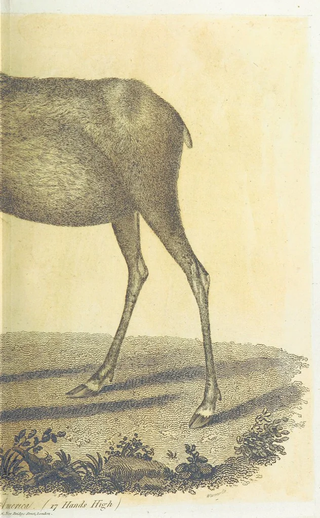 An illustration from Travels through the Canadas, ... to which is subjoined a comparative view of the manners and customs of several of the Indian nations of North and South America, etc, 1807, leaf 591
