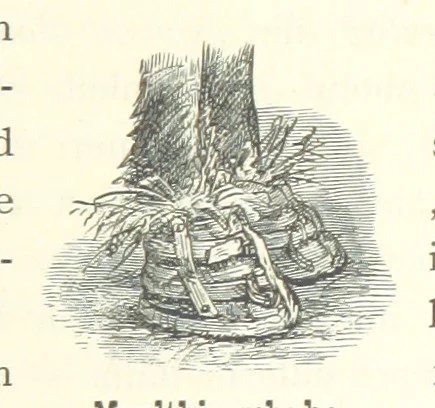 An illustration from Mississippi-Fahrten. Reisebilder aus dem amerikanischen Süden, 1879-1880, 1881, leaf 305