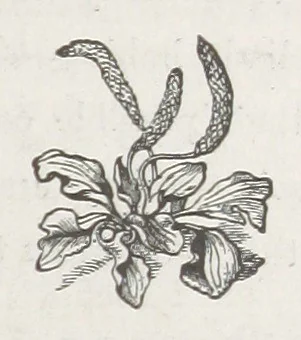 An illustration from Aunt Hester and why we loved her: a story of Rosebrook, 1880, leaf 37