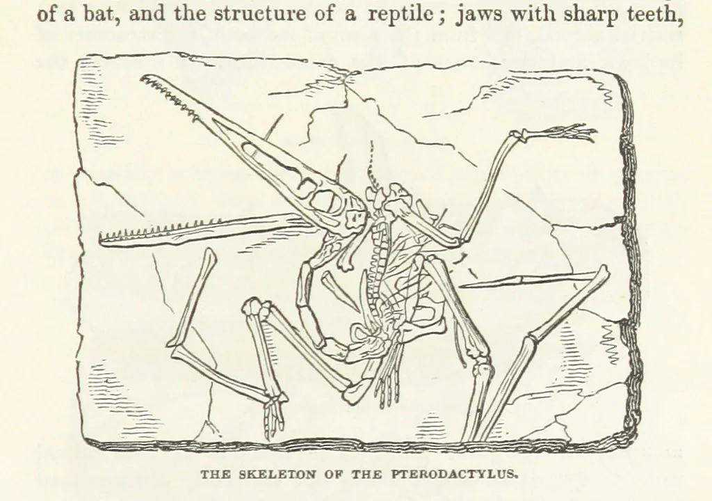 An illustration from The Earth? its physical condition and most remarkable phenomena, 1855, leaf 259