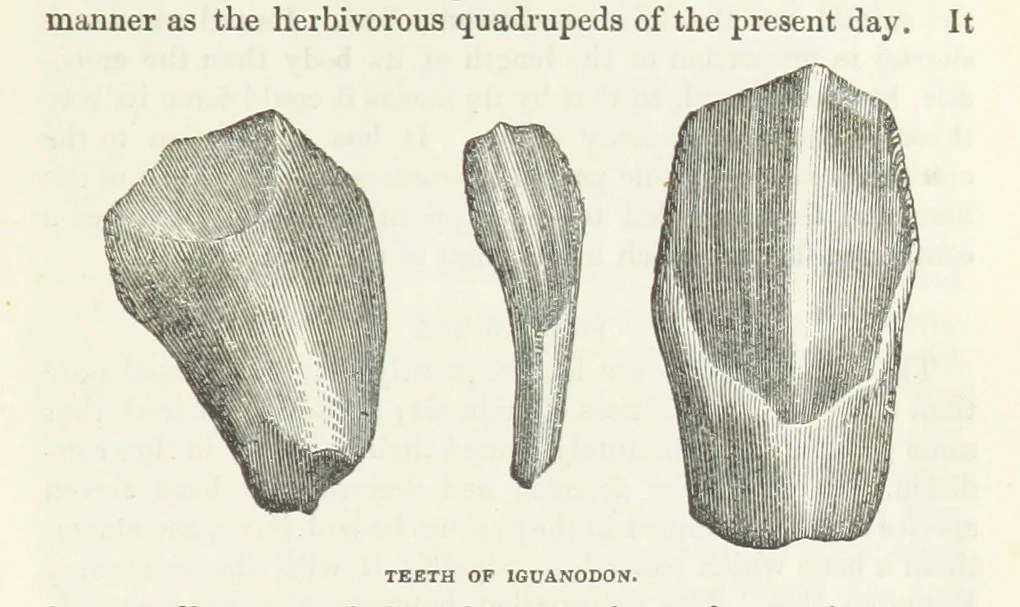 An illustration from The Earth? its physical condition and most remarkable phenomena, 1855, leaf 261