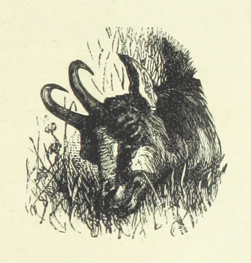 An illustration from Rambles and scrambles in the Tyrol. By E. R. H. [i.e. E. R. Hill.] [With two chapters contributed by Henry Hill, 1885, leaf 47