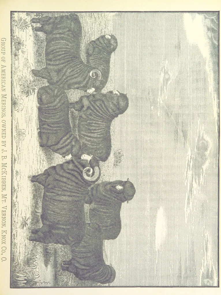 An illustration from History of Knox County, Ohio ... Illustrated, 1881, leaf 509