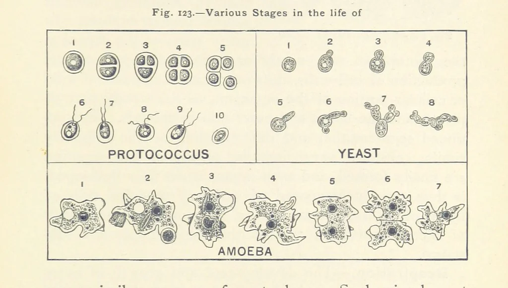 An illustration from Eclectic Physical Geography, 1889, leaf 321