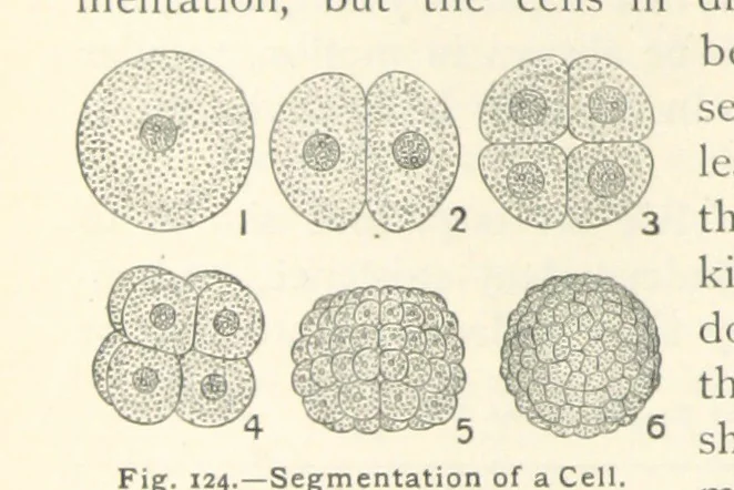 An illustration from Eclectic Physical Geography, 1889, leaf 322