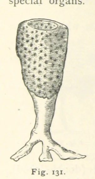 An illustration from Eclectic Physical Geography, 1889, leaf 328