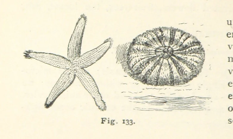 An illustration from Eclectic Physical Geography, 1889, leaf 328