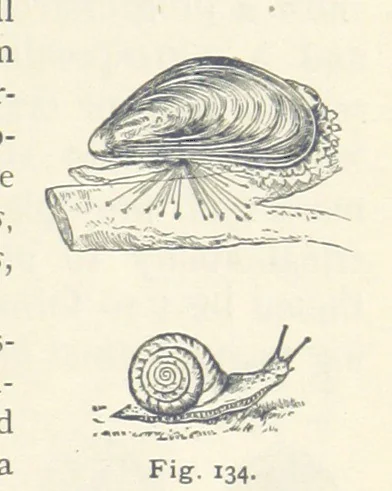 An illustration from Eclectic Physical Geography, 1889, leaf 329