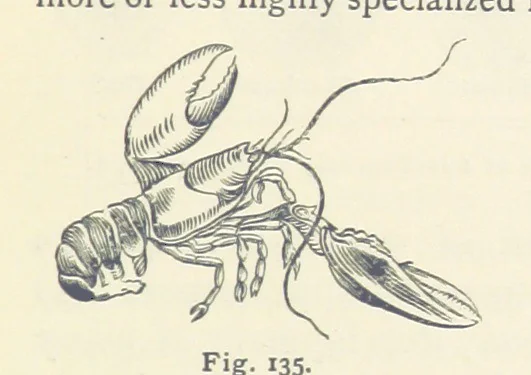 An illustration from Eclectic Physical Geography, 1889, leaf 329