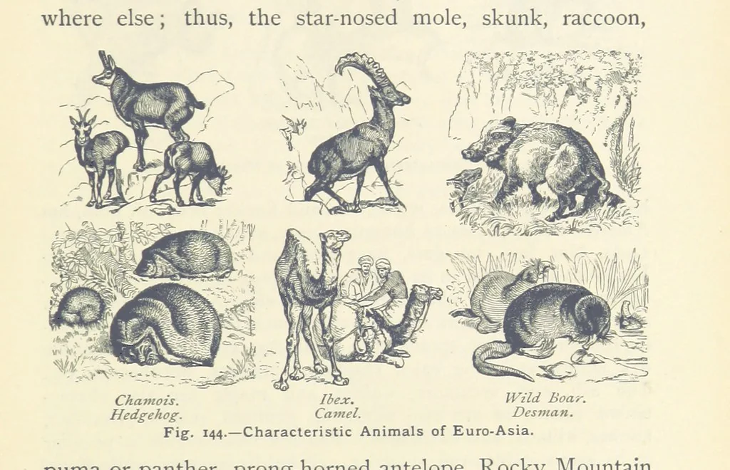 An illustration from Eclectic Physical Geography, 1889, leaf 351