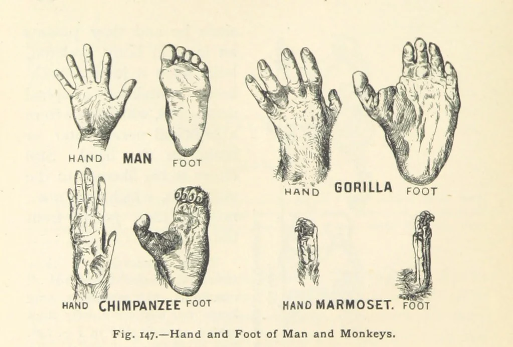 An illustration from Eclectic Physical Geography, 1889, leaf 358