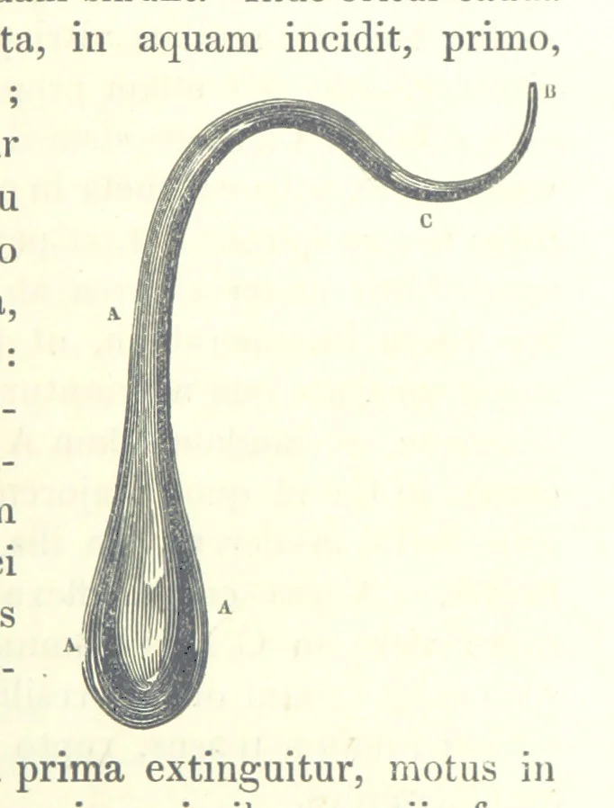 An illustration from Thomæ Hobbes Malmesburiensis opera philosophica quæ Latine scripsit omnia in unum corpus nunc primum collecta studio et labore Gulielmi Molesworth, 1839, leaf 355