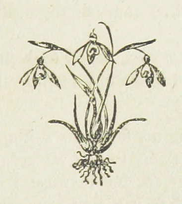 An illustration from Ishmael Pengelly, an outcast, 1893, leaf 137
