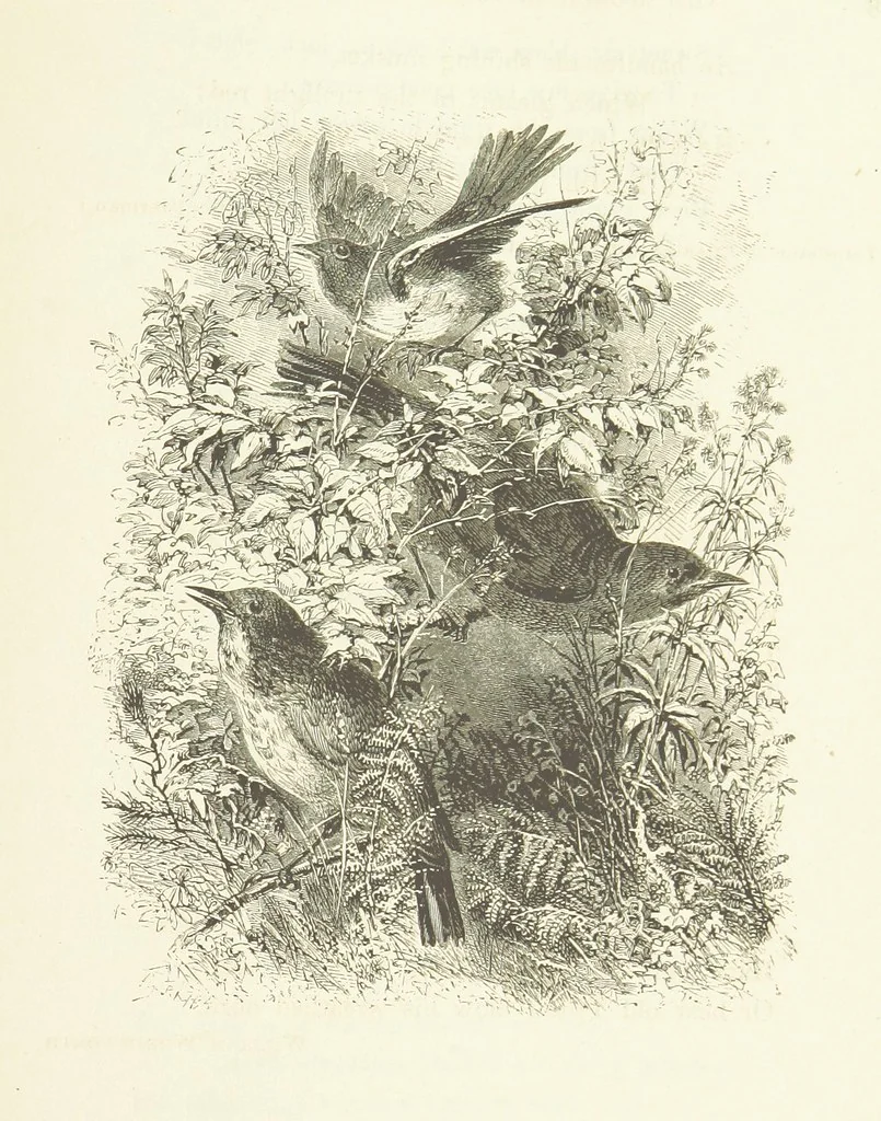 An illustration from Illustrated Library of favorite Song. Based upon folk songs. ... With an introduction, and edited by J. G. Holland ... Illustrated with ... engravings, ... after designs by Church, Johnson, etc, 1873, leaf 681