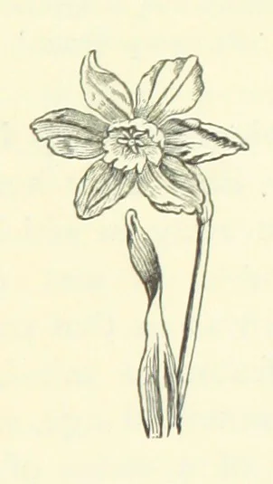 An illustration from A Week in Arcadia. [A novel.] Illustrated by Caroline Paterson, 1888, leaf 101