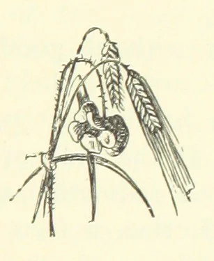 An illustration from A Week in Arcadia. [A novel.] Illustrated by Caroline Paterson, 1888, leaf 119