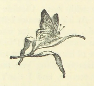 An illustration from Gertrude Ellerslie ... New and revised edition, 1884, leaf 218