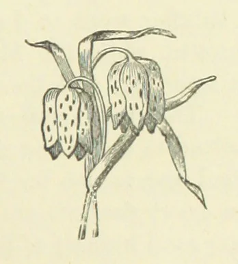An illustration from Gertrude Ellerslie ... New and revised edition, 1884, leaf 333