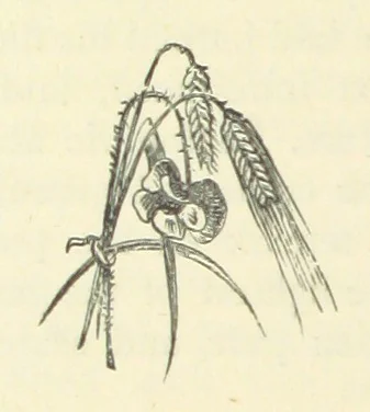 An illustration from Gertrude Ellerslie ... New and revised edition, 1884, leaf 48