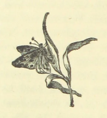 An illustration from Gertrude Ellerslie ... New and revised edition, 1884, leaf 74