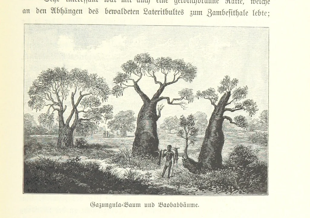 An illustration from Von der Capstadt ins Land der Maschukulumbe. Reisen im südlichen Afrika in den Jahren 1883-1887 ... Mit 205 Original-Holzschnitten, etc, 1890, leaf 1047