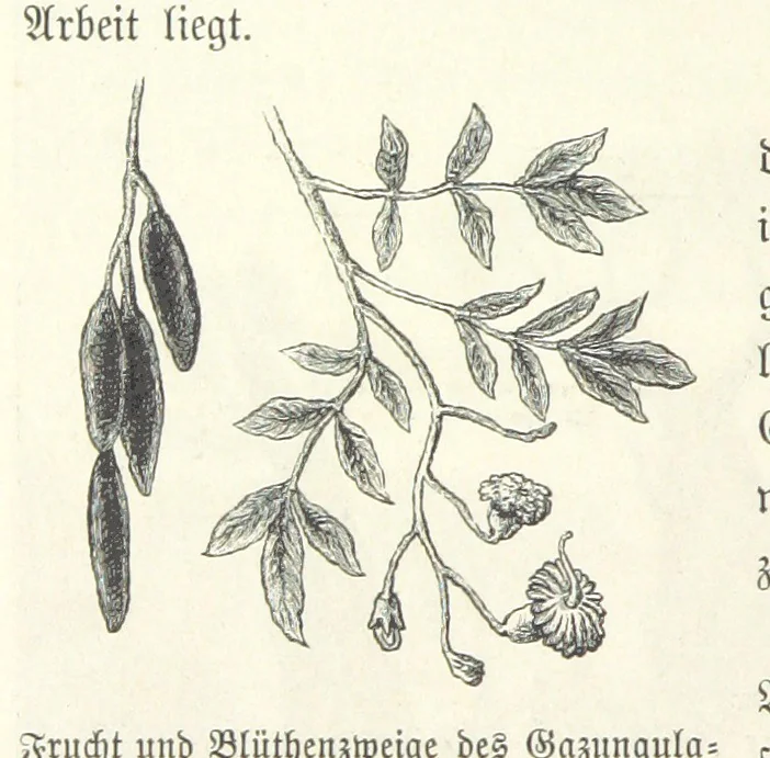 An illustration from Von der Capstadt ins Land der Maschukulumbe. Reisen im südlichen Afrika in den Jahren 1883-1887 ... Mit 205 Original-Holzschnitten, etc, 1890, leaf 1048