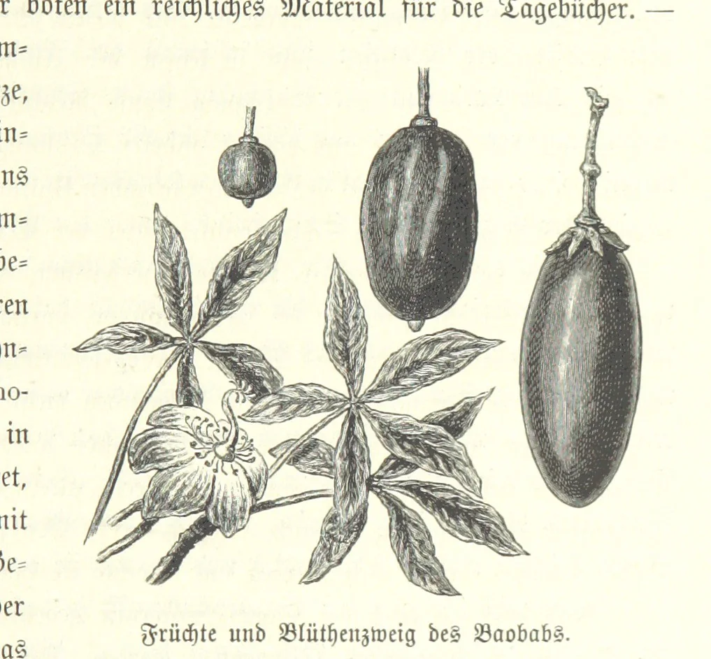 An illustration from Von der Capstadt ins Land der Maschukulumbe. Reisen im südlichen Afrika in den Jahren 1883-1887 ... Mit 205 Original-Holzschnitten, etc, 1890, leaf 1049