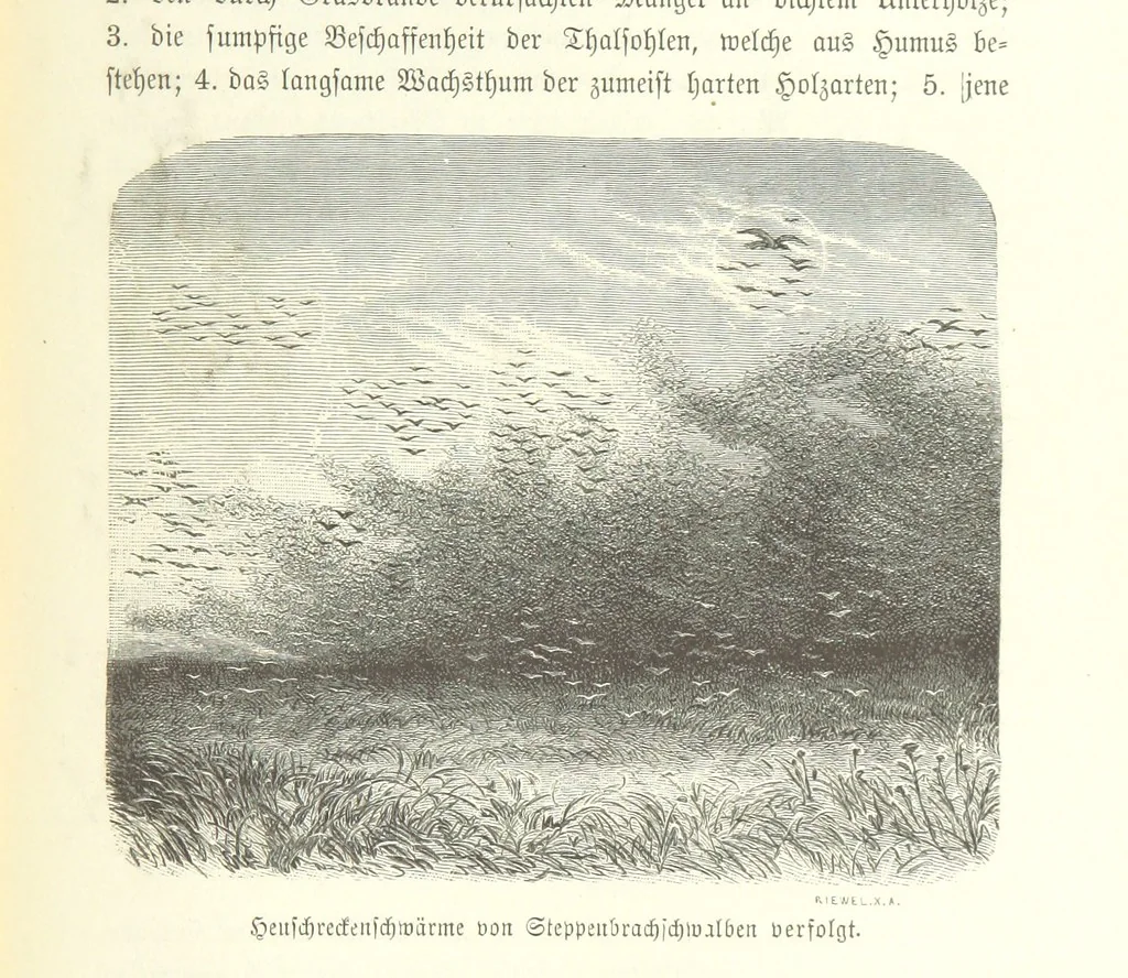 An illustration from Von der Capstadt ins Land der Maschukulumbe. Reisen im südlichen Afrika in den Jahren 1883-1887 ... Mit 205 Original-Holzschnitten, etc, 1890, leaf 1087