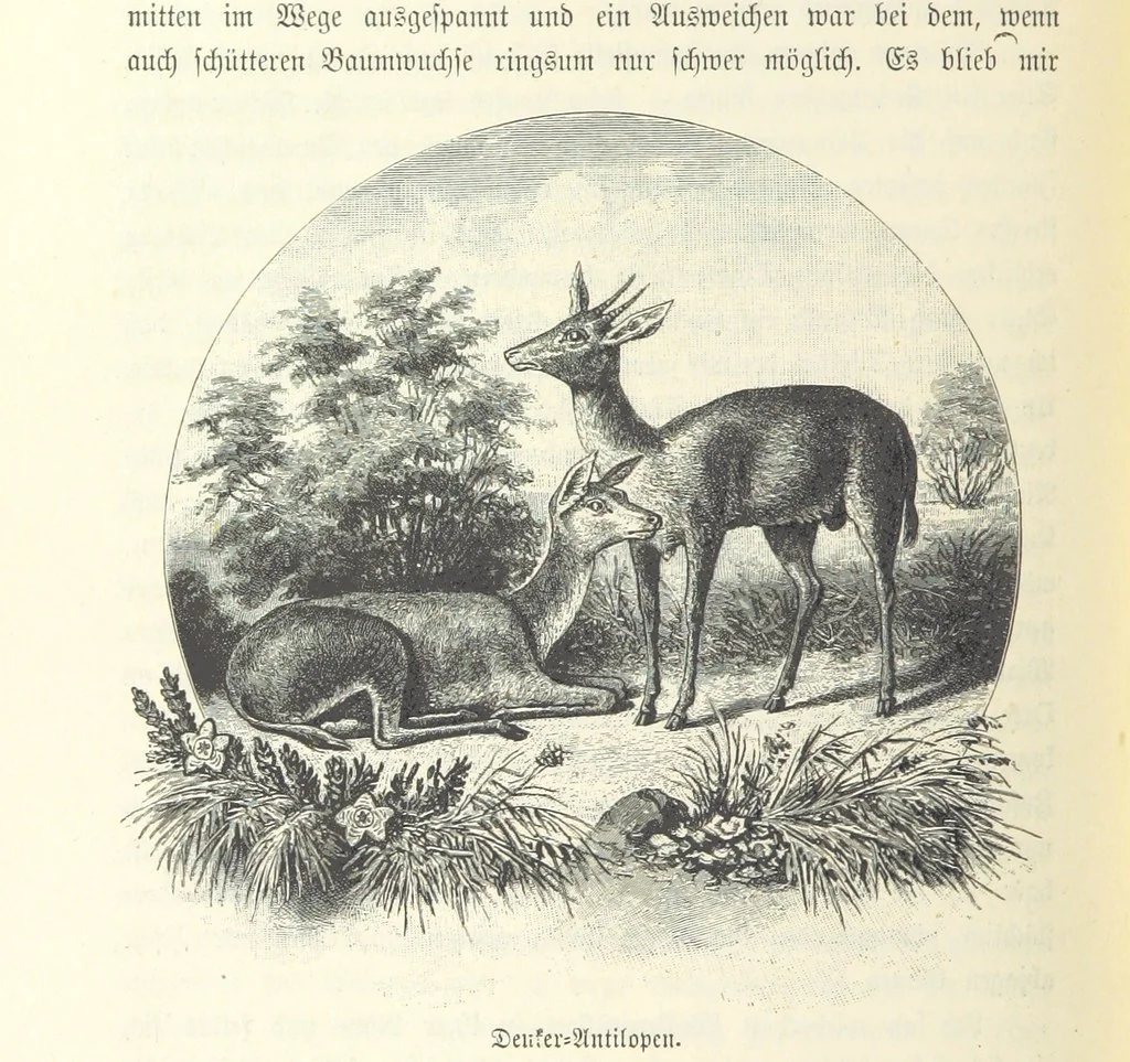 An illustration from Von der Capstadt ins Land der Maschukulumbe. Reisen im südlichen Afrika in den Jahren 1883-1887 ... Mit 205 Original-Holzschnitten, etc, 1890, leaf 180