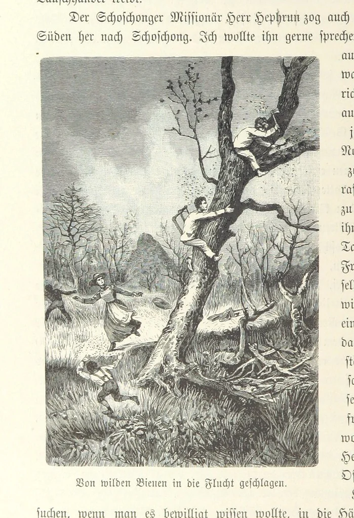 An illustration from Von der Capstadt ins Land der Maschukulumbe. Reisen im südlichen Afrika in den Jahren 1883-1887 ... Mit 205 Original-Holzschnitten, etc, 1890, leaf 228
