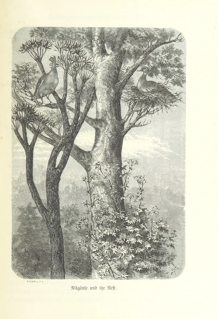 An illustration from Von der Capstadt ins Land der Maschukulumbe. Reisen im südlichen Afrika in den Jahren 1883-1887 ... Mit 205 Original-Holzschnitten, etc, 1890, leaf 253
