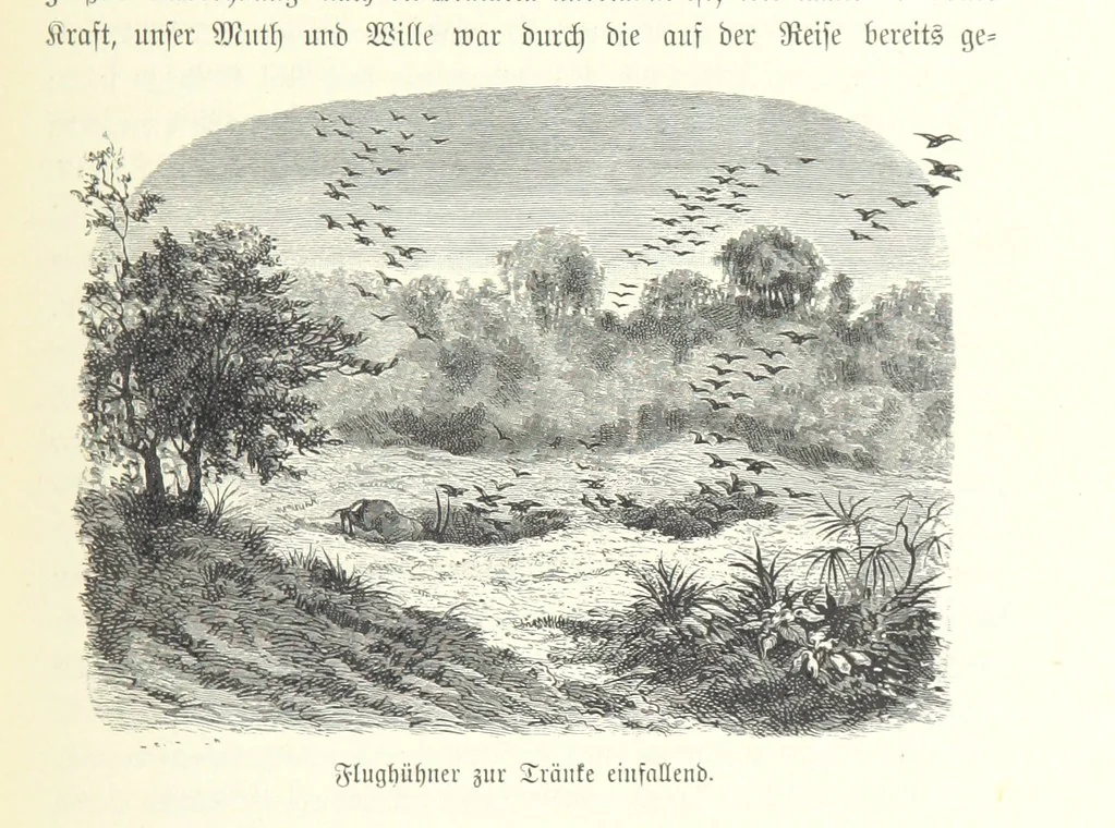 An illustration from Von der Capstadt ins Land der Maschukulumbe. Reisen im südlichen Afrika in den Jahren 1883-1887 ... Mit 205 Original-Holzschnitten, etc, 1890, leaf 293