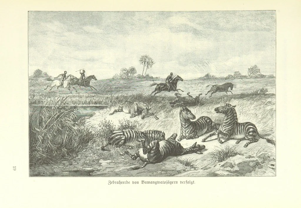 An illustration from Von der Capstadt ins Land der Maschukulumbe. Reisen im südlichen Afrika in den Jahren 1883-1887 ... Mit 205 Original-Holzschnitten, etc, 1890, leaf 309
