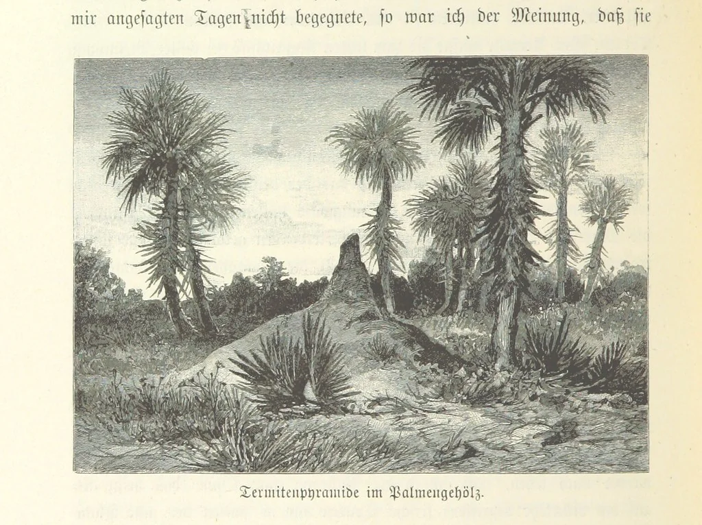 An illustration from Von der Capstadt ins Land der Maschukulumbe. Reisen im südlichen Afrika in den Jahren 1883-1887 ... Mit 205 Original-Holzschnitten, etc, 1890, leaf 316