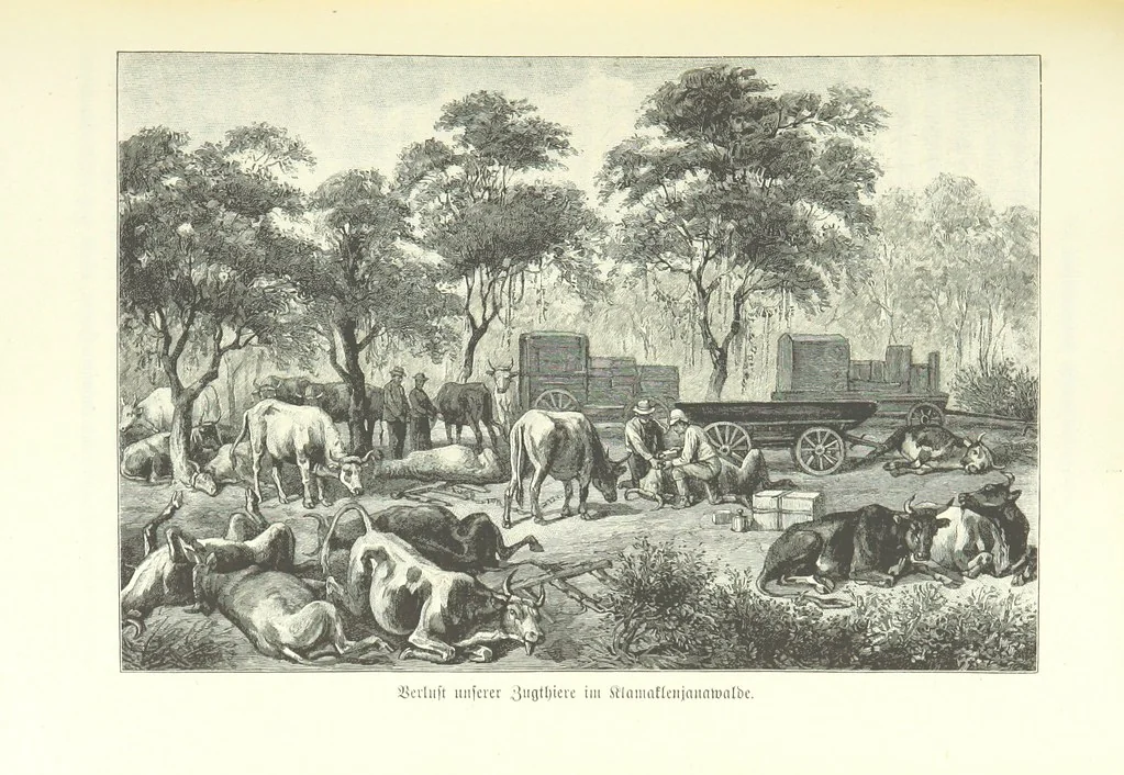 An illustration from Von der Capstadt ins Land der Maschukulumbe. Reisen im südlichen Afrika in den Jahren 1883-1887 ... Mit 205 Original-Holzschnitten, etc, 1890, leaf 333