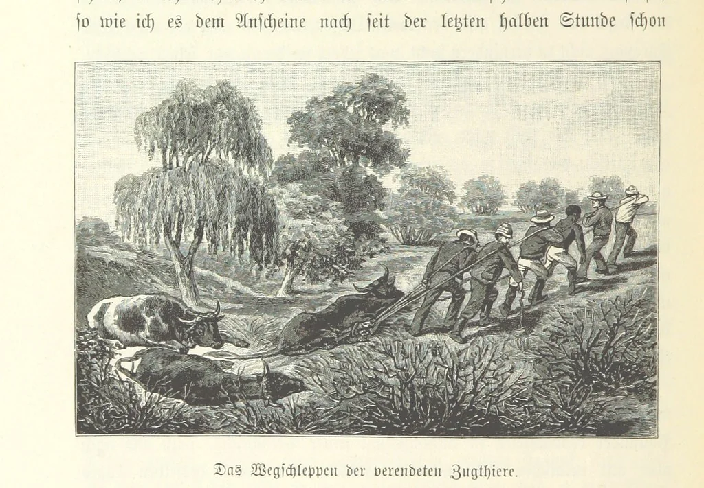 An illustration from Von der Capstadt ins Land der Maschukulumbe. Reisen im südlichen Afrika in den Jahren 1883-1887 ... Mit 205 Original-Holzschnitten, etc, 1890, leaf 340