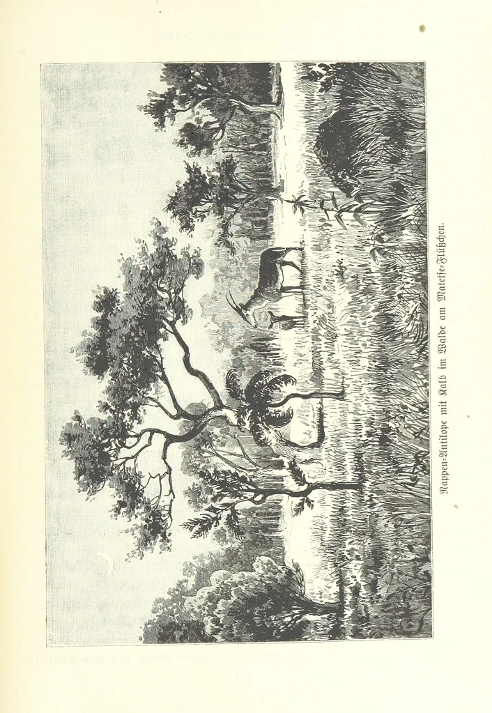 An illustration from Von der Capstadt ins Land der Maschukulumbe. Reisen im südlichen Afrika in den Jahren 1883-1887 ... Mit 205 Original-Holzschnitten, etc, 1890, leaf 397