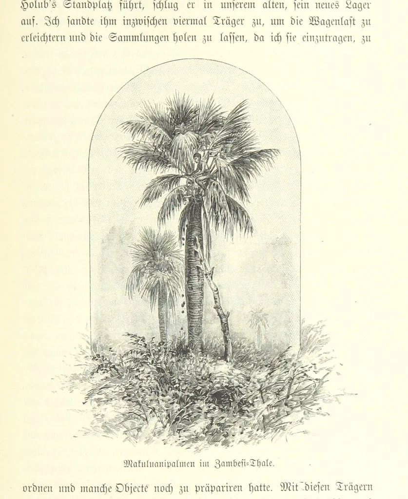 An illustration from Von der Capstadt ins Land der Maschukulumbe. Reisen im südlichen Afrika in den Jahren 1883-1887 ... Mit 205 Original-Holzschnitten, etc, 1890, leaf 445