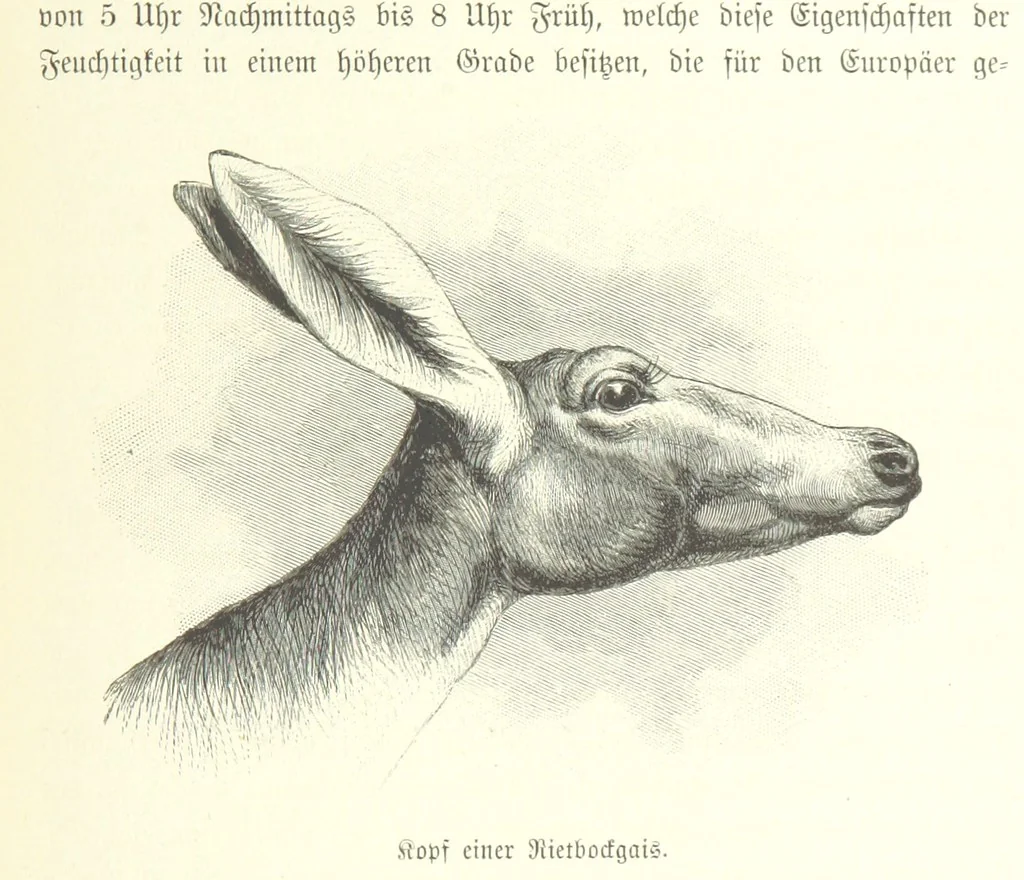 An illustration from Von der Capstadt ins Land der Maschukulumbe. Reisen im südlichen Afrika in den Jahren 1883-1887 ... Mit 205 Original-Holzschnitten, etc, 1890, leaf 453