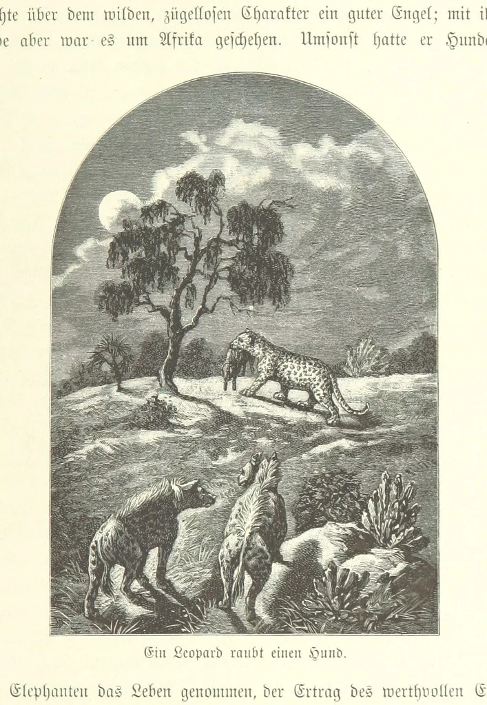 An illustration from Von der Capstadt ins Land der Maschukulumbe. Reisen im südlichen Afrika in den Jahren 1883-1887 ... Mit 205 Original-Holzschnitten, etc, 1890, leaf 469