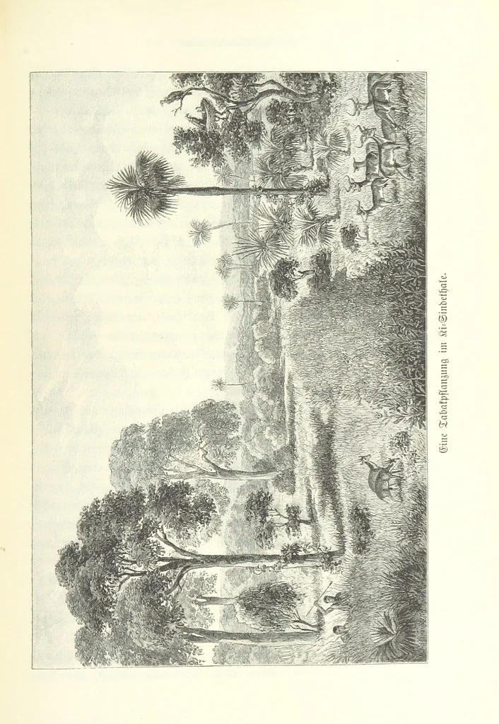 An illustration from Von der Capstadt ins Land der Maschukulumbe. Reisen im südlichen Afrika in den Jahren 1883-1887 ... Mit 205 Original-Holzschnitten, etc, 1890, leaf 671