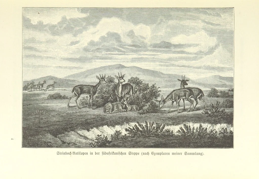 An illustration from Von der Capstadt ins Land der Maschukulumbe. Reisen im südlichen Afrika in den Jahren 1883-1887 ... Mit 205 Original-Holzschnitten, etc, 1890, leaf 69