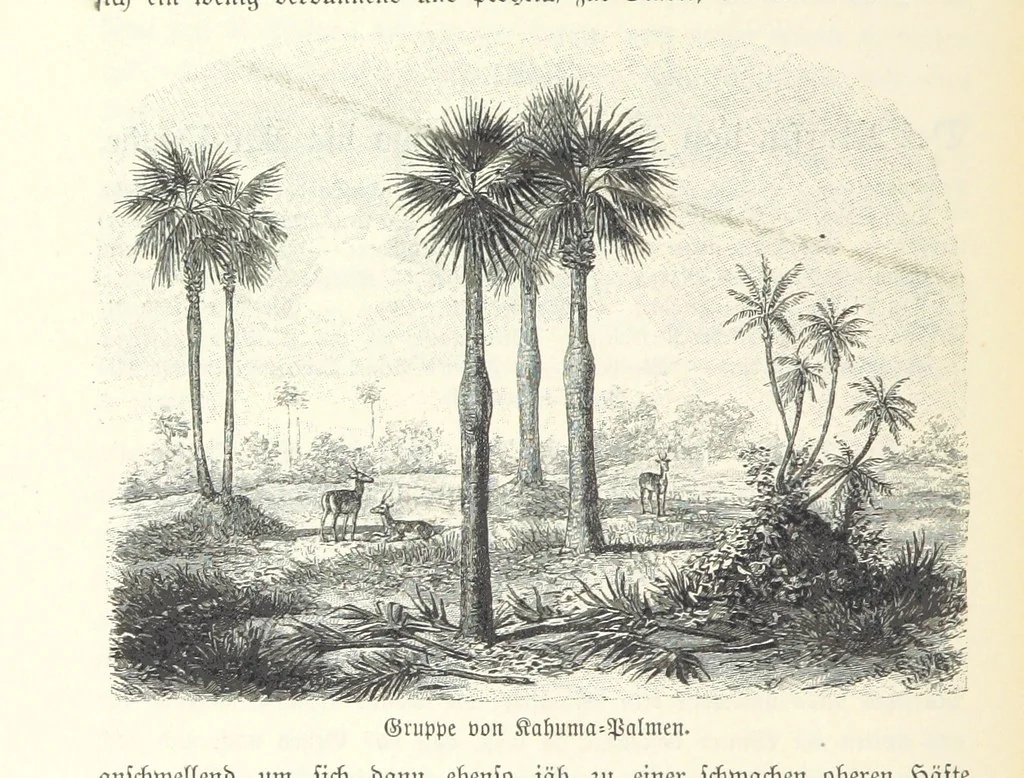 An illustration from Von der Capstadt ins Land der Maschukulumbe. Reisen im südlichen Afrika in den Jahren 1883-1887 ... Mit 205 Original-Holzschnitten, etc, 1890, leaf 752